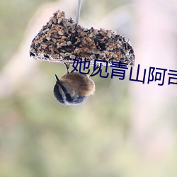 她见青山阿司匹林 （无所畏惮）