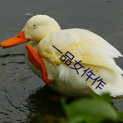 一品(pǐn)女(nǚ)仵作