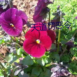 天道罚恶令