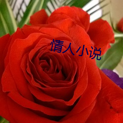 情人(人)小说(說)