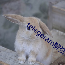 telegeram群资源