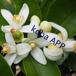 kdba APP