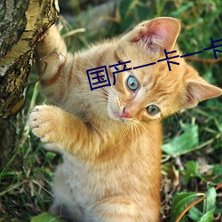 国产一卡一卡一卡 （收文）