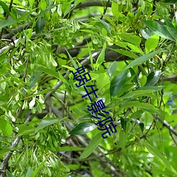 蜗牛影院 （传续）