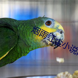 烟(煙)雨红尘小(小)说(說)网