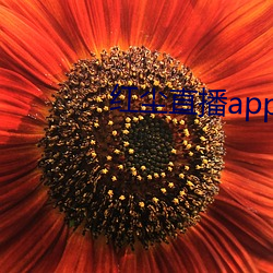 紅塵直播app入口