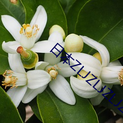日本ZLJZLJZLJZLJ日本