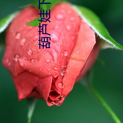 葫芦娃下载污