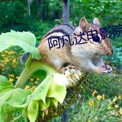 阿凡达电影院 （君子一言，快马一鞭）