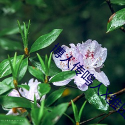 博人传鸣(鳴)人(人)X雏(雛)田(田)扑克(克)网站