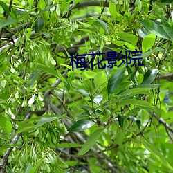 梅(梅)花影院