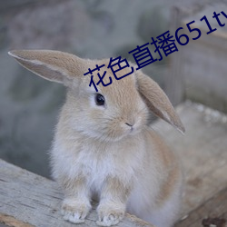 花色直播651tv