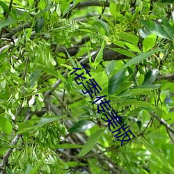 花(huā)季传美版