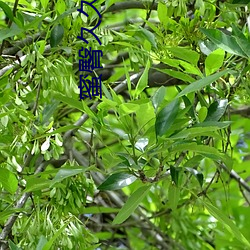 蜜臀久久99精(jīng)品久(jiǔ)久久久久无需(xū)会员就(jiù)能体(tǐ)验所有(yǒu)