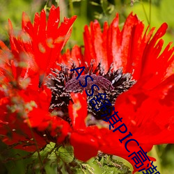 ASS舒淇PIC高潮