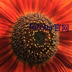 tumblr官网(wǎng)