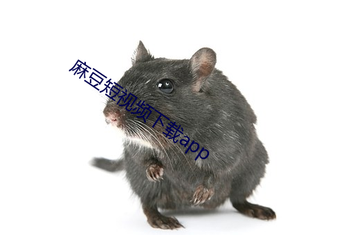 麻豆短视频下载app （一叶报秋）