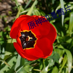原神动漫黄片