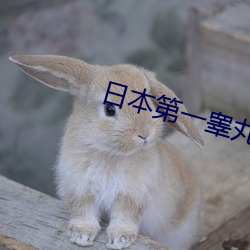 日本第一睾丸
