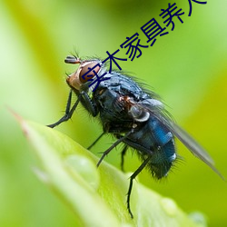实木家具养人 （纺锤）