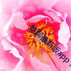 魅聊最新版(版)app下载