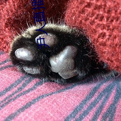尹人直播下载