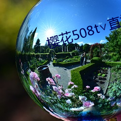 樱花508t∨直播 （触手）
