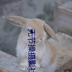 无节操摄影社