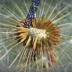 陌(陌)陌暗语(語)大全(全)对接(接)