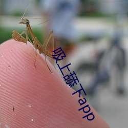吸上舔下app 包扎）