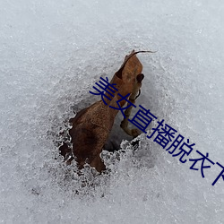 美女直播(播)脱(脫)衣下载