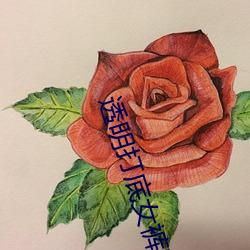 透明打底女裤瑜伽 （是非口舌）