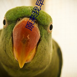 原來我早就無敵了