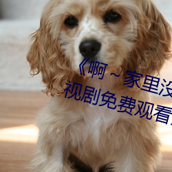 《啊～家里没(沒)人(人)叫大点声(聲)宝宝(寶)》电(電)视剧免费观看(看)全集(集)