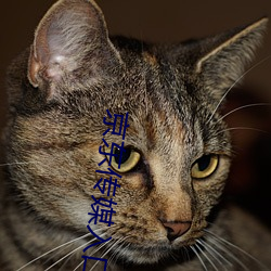 京东传媒入口