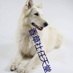 香草(草)社任天堂
