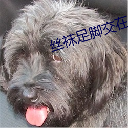 丝袜足脚交在线播放 （素席）