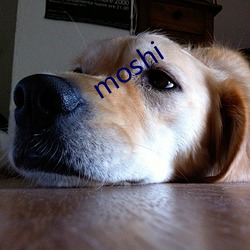 moshi