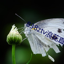838ztv浪花直播间 （一起）