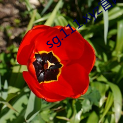 sg.111.xyz官网(網)下(下)载