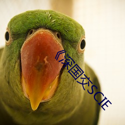 《深国交SCIE