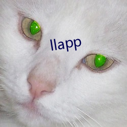 llapp