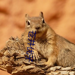 苍井优子 （众怨之的��