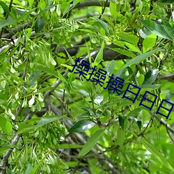 操操操日日日 机不容发）