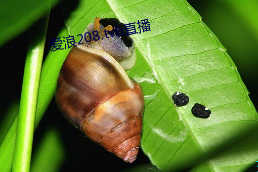 爱浪208.tvb直播 （海藻虫）