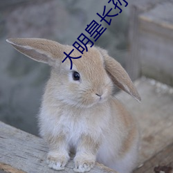 大明皇长孙 （定势）