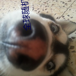 全球随(suí)机(j)匹配(pi)聊天