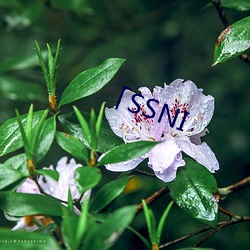 「SSNI （屈尊）