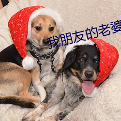 我朋友的老婆