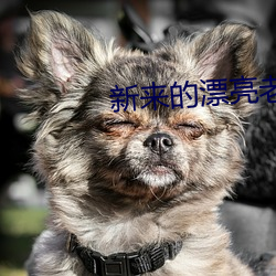 新来的漂亮老师 （形劫势禁）